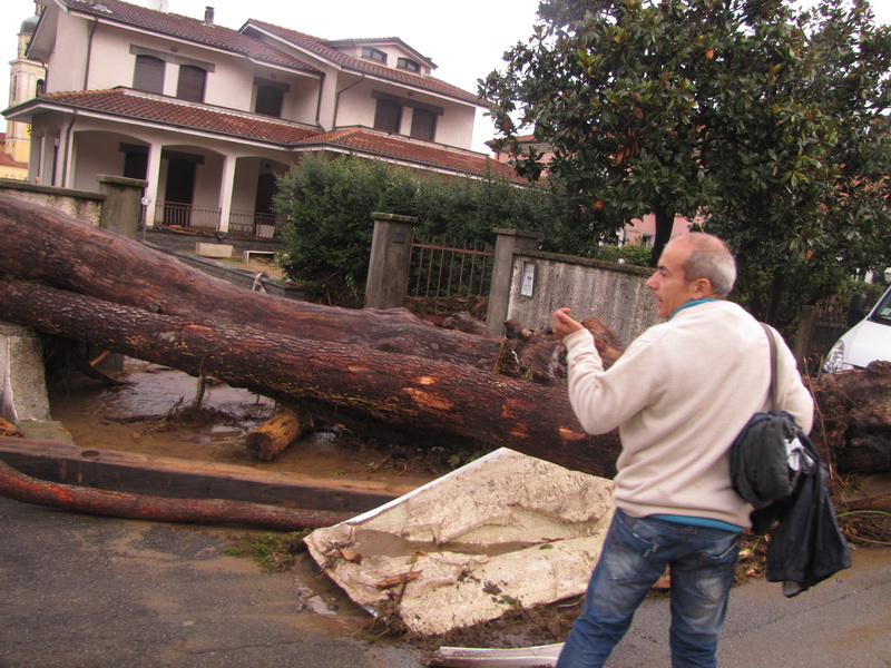 Albero in mezzo alla strada